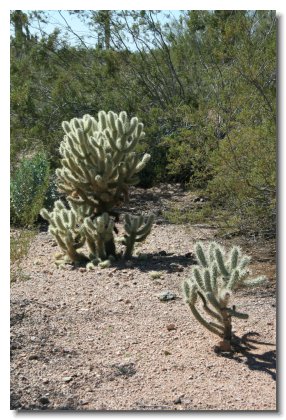 Arizona (16)   Cholla Cacti